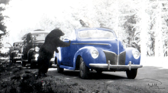 Bear-Meets-Woman-in-Converible-1940s